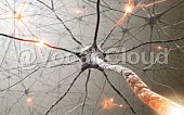 nervous system Image